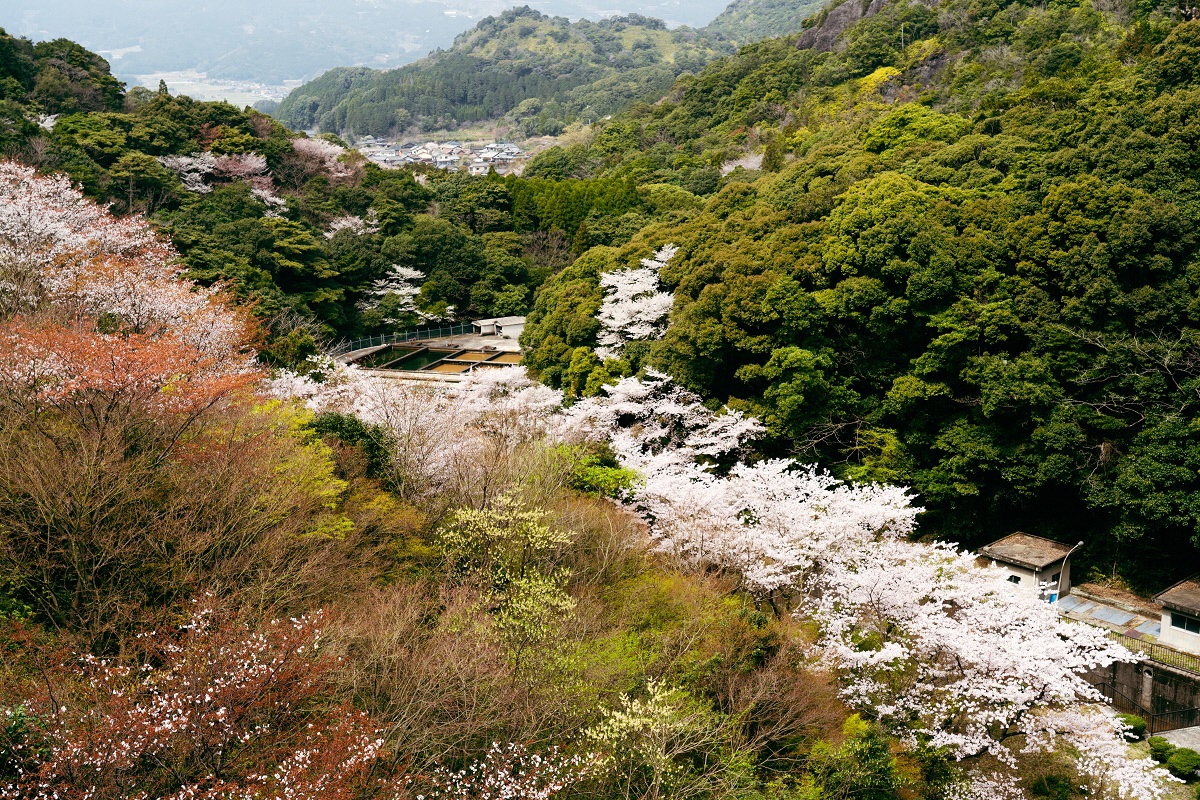 桜