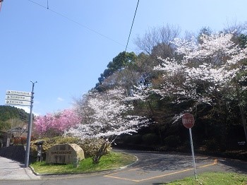 8sakura