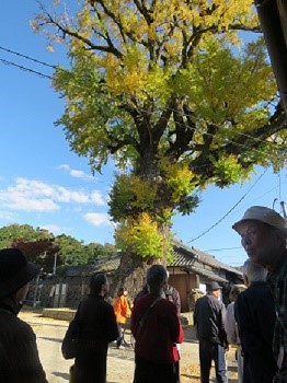 IMG_2070-2 大イチョウの木