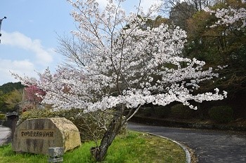 sakura