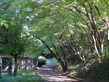 DSC07171-1