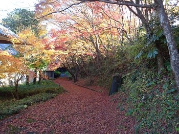 DSC07356 紅葉