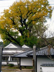 有田の大いちょう