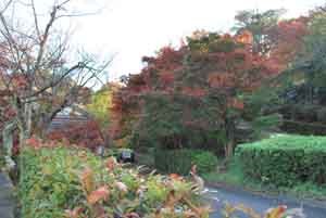 kouyou1