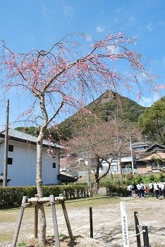 sakurasidare