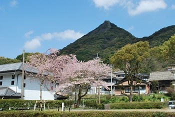 sakuralast