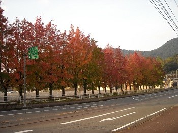 kouyou2