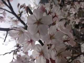 sakura01