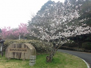 sakura02