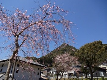 sakura01