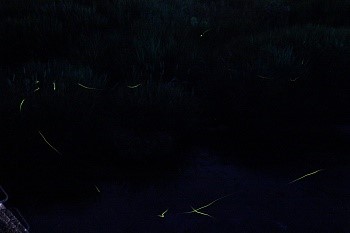 hotaru2