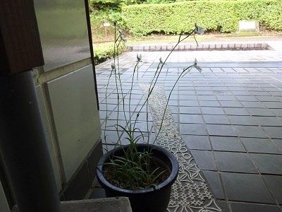 sagisou